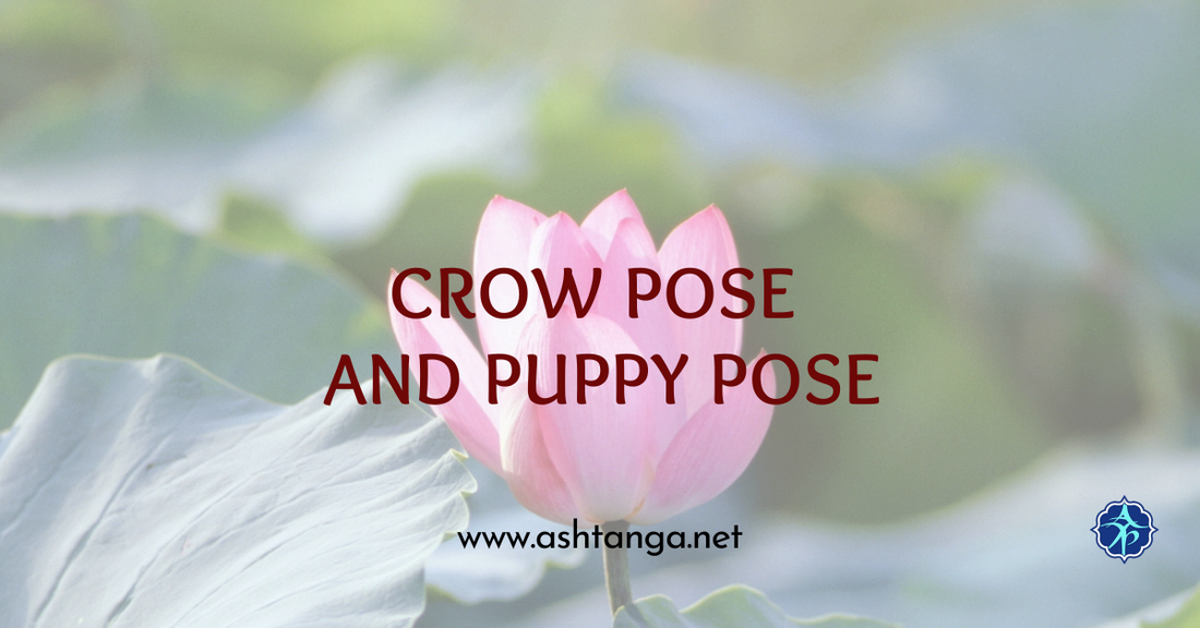 Yoga Poses Crow and Puppy Poses for Strength and Release