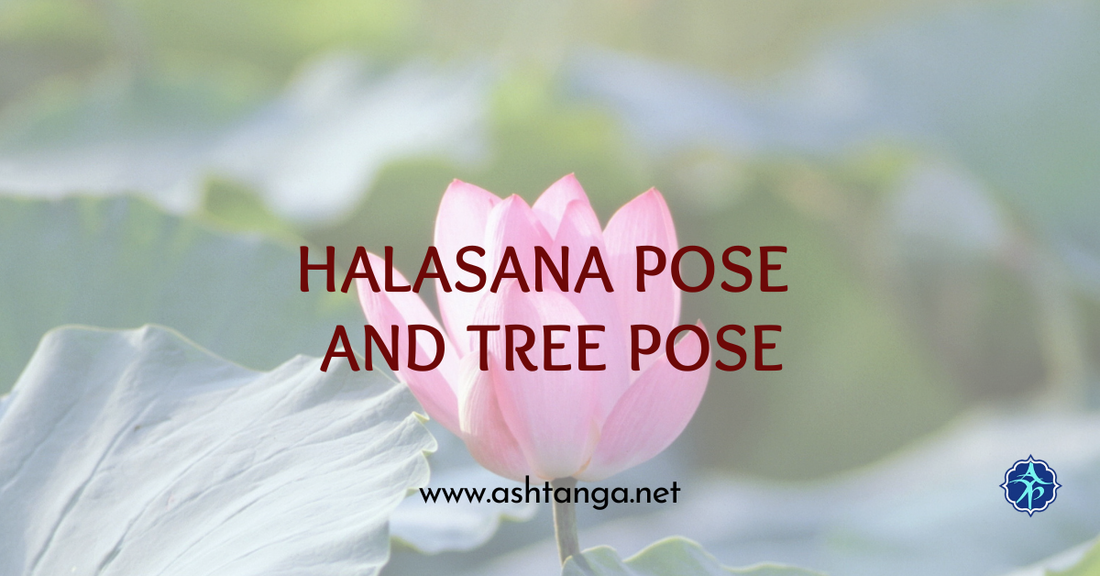 Halasana Pose and Tree Pose Vrksasana